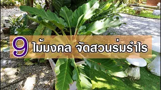 9 ต้นไม้มงคลจัดสวนร่มรำไร Auspicious tree in the shade