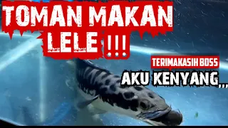 FEEDING GIANT SNAKEHEAD TOMAN with catfish | SADIS KAYAK KESURUPAN😱🔥🔥🔥 #fish