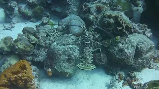 LOBSTER WALK ABOUT BACHELOR'S BEACH