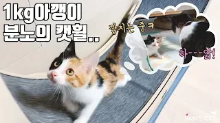 [ENG SUB]My baby cat rides a catwheel on her own.