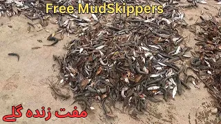 Free Mud Skippers / Muft  ZInda Gulla