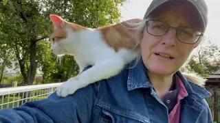 Cats oversee & Java starts to help herd lambs on a day of many flock moves