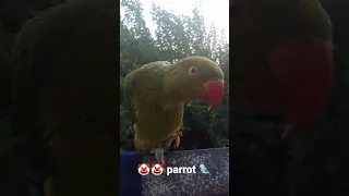 Joker parrot 🔥🐦🤡🤡 #short#