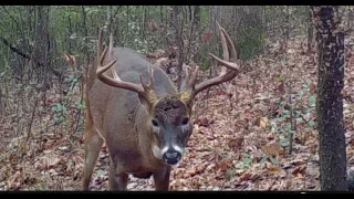 Big Minnesota buck down!! Bow kill of buck with triple brow tines.