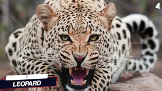 The Top 11 - Most POWERFUL BIG CATS You Must See! (Live Videos CAUGHT ON CAMERA!)