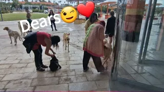 Dimash Antalya 1час до концерта! Четвероногие диарс!😉👍 1 hour before the concert! Four-legged dears!