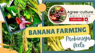 Paano mapapaganda ang bunga ng tanim na saging? banana farming Agriculture integrated farming #farm