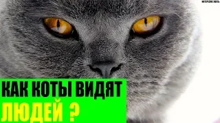 Как коты видят людей?