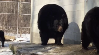 The Whining Bear