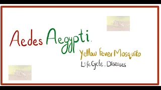 Aedes Aegypti: Scientific Name ,Life cycle of aedes aegypti, Diseases, How it Infects , Prevention..