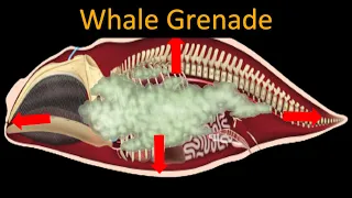 Why do dead whales EXPLODE *SENSITIVE CONTENT*