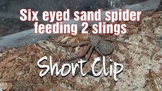 six eyed sand spider feeding my 2 slings short clip.