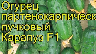 Огурец Карапуз (Огурец). Краткий обзор, описание характеристик, где купить семена cucumis sativus