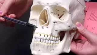 Human Skull  part 1