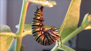 Monarch Butterfly Pupation