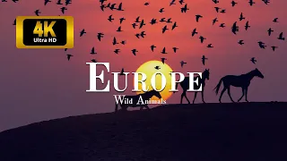 4K Europe Wildlife -  Ultimate Wild Animals Collection in 4K ULTRA HD / 4K TV