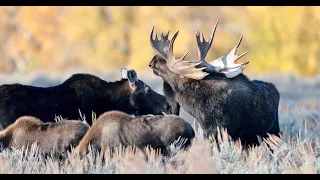 Wildlife Photography-Monster Bull Moose Rut-Jackson Hole/Grand Teton Park/Yellowstone Park
