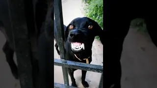 dog funny 🤣🤣🤣