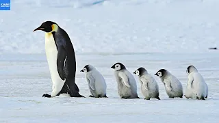Как Общаются Пингвины и Почему у Пингвинов Походка Вразвалку?