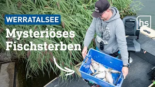 Warum sterben so viele Fische im Werratalsee? THW pumpt Sauerstoff in den See | hessenschau