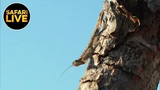 safariLIVE - Sunrise Safari - August 27, 2019