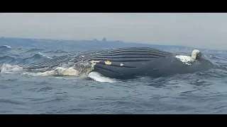 Dead whale Carcass of Durban.