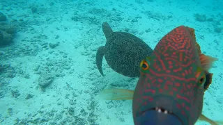 Fish Attack Maldives Kuredu Island (...I dont like your Gopro...)