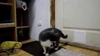дверца для кошек своими руками