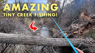 The Small Creek With Surprisingly Large Fish! (Tenkara Fly Fishing)