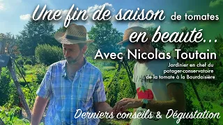 Fin de saison de tomates en beauté au potager avec Nicolas Toutain.