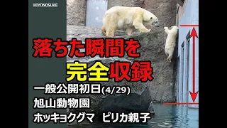 ホッキョクグマの赤ちゃん（ゆめ）　転落の瞬間を収録　（4/29　旭山動物園　赤ちゃん一般公開初日）転落から翌日までの「ピリカ」と「ゆめ」の一部始終収録