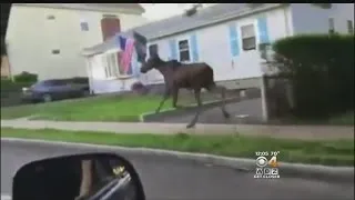 Moose On The Loose Spotted Running Through Watertown, Belmont