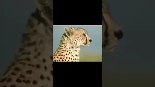 SOME SAY CHEETAHS ARE WEAK BUT THEY FORGOT HIS SPEED😏