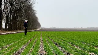 Я не фахівець🥲але думаю діло буде💪прямий посів пшениці , міжряддя 35см,сівалка АТРІЯ 8,Ремсинтез