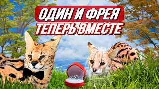 Семья сервалов: Фрея переезжает к Одину 😽 С кем будет жить саванна Олаф? 😼