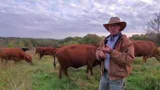 Greg Judy discusses the benefits of South Poll cattle on 100% grass