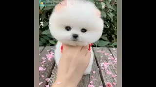 cute dog video |dog compilation videos #shortvideo #shorts #tiktok #bts #short #youtube #shortsvideo