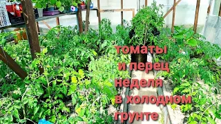 Что стало с томатами и перцем, высаженными в холодный грунт Первые завязи у крупноплодных томатов