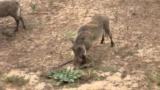 Addo Warthog at Webcam Hide