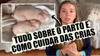 COMO CUIDAR DE COELHOS RECÉM-NASCIDOS + COMO A PROGENITORA CUIDA DAS SUAS CRIAS