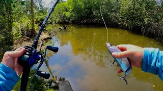 Catching Exotic Florida Fish with GIANT Glidebaits (Road trip PT 4)