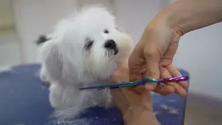 MALTESE PUPPY, FIRST GROOMING WITH SCISSOR ✂️❤️🐶 cuteness guaranteed! 720p60fps