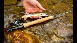 Small Stream Fly Fishing for BROOK TROUT!