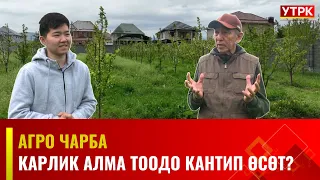 Карлик алма тоодо кантип өсөт? | АГРО ЧАРБА  | 27.04.24