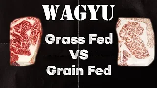 Grass Fed VS Grain Fed WAGYU BEEF