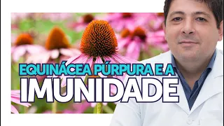 EQUINÁCEA, fortalece e aumenta a sua imunidade | Dr Juliano Teles