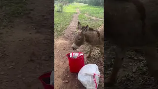 Bad donkey 😂 #rescuehorse #donkey #animals #funnyanimals #funny