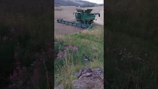 harvesting wheat 23