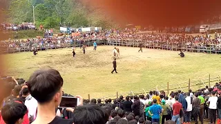 Chung Kết Chọi bò năm 2023 tại Bảo Lâm Cao Bằng