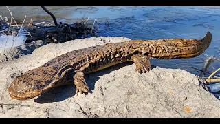 Fifteen Minutes in the Forest: Hellbender Habitat